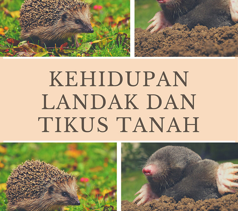 Kehidupan Hewan: Kehidupan Landak dan Tikus Tanah