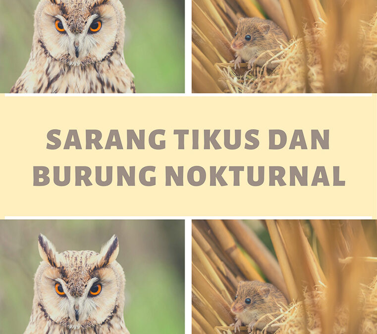 Kehidupan Hewan: Sarang Tikus dan Burung Nokturnal