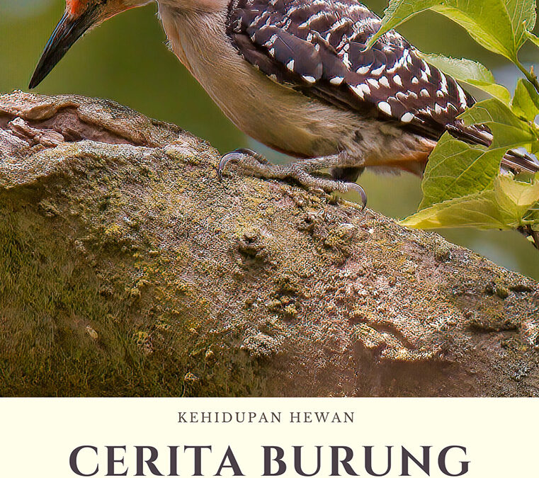 Kehidupan Hewan: Cerita Burung Pelatuk